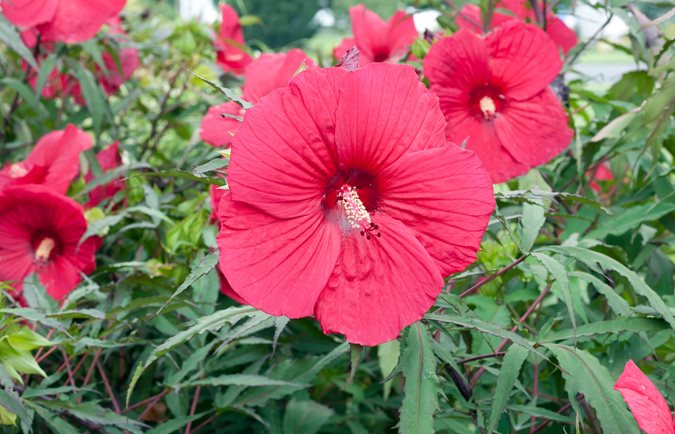 Heirloom Rose Mallow Flower seeds for Planting Pollinator Friendly Heirloom & GMO Free Seeds for Home Garden