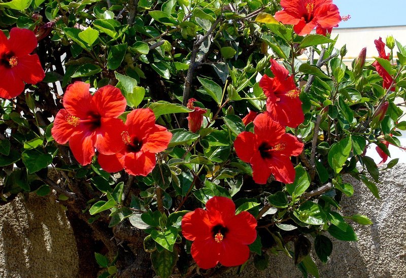 Hibiscus (Hibiscus Flower) seeds for planting in home garden