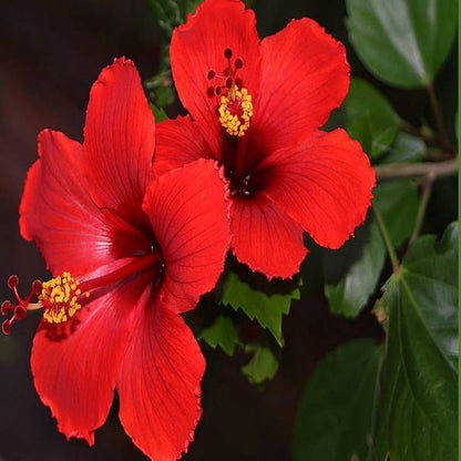 Premium Hibiscus Flower Seeds for planting and tropical garden growth.