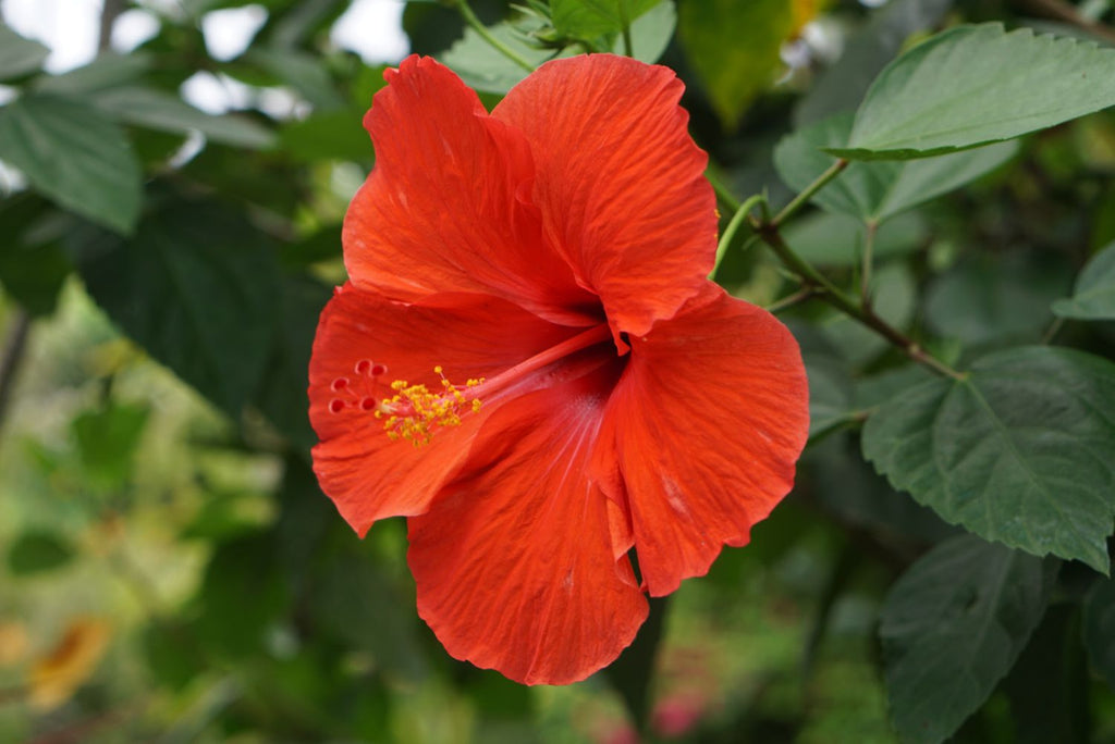 Premium Hibiscus Flower Seeds in Orange Flower seeds for Planting Low Maintenance, Heirloom & GMO Free Seeds for Home Garden seeds