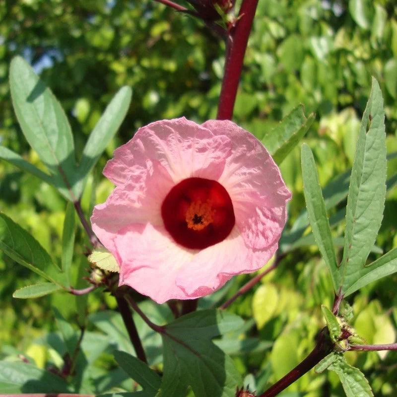 High quality Roselle Hibiscus Sabdariffa Flower seeds for Planting Cut Flower Favorite, Heirloom & GMO Free Seeds for Home Garden seeds pack