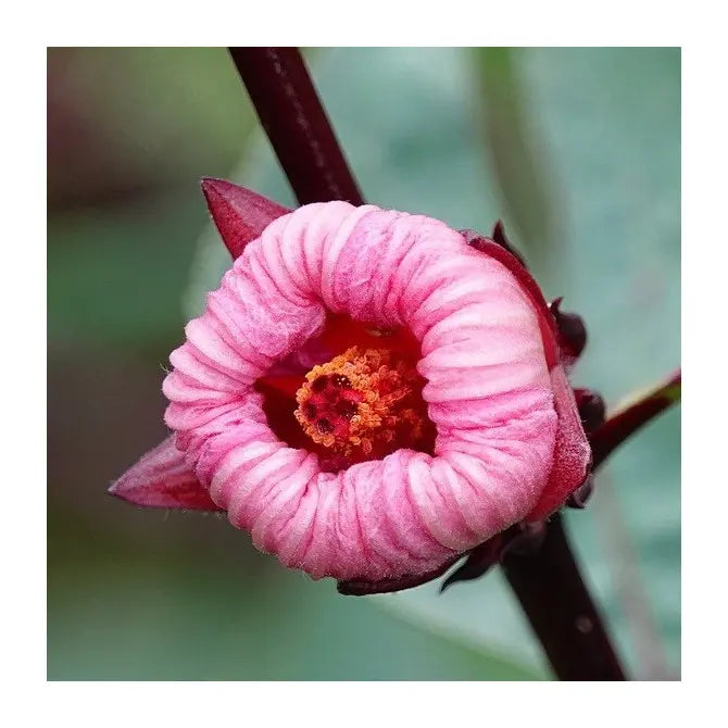 Roselle Hibiscus Sabdariffa Flower seeds for Planting Cut Flower Favorite, Heirloom & GMO Free Seeds for Home Garden seeds for planting