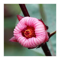 Roselle Hibiscus Sabdariffa Flower seeds for Planting Cut Flower Favorite, Heirloom & GMO Free Seeds for Home Garden seeds for planting