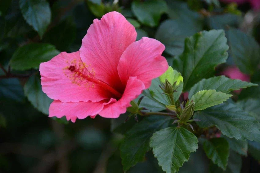 Hibiscus Seedlings Growing from Seeds