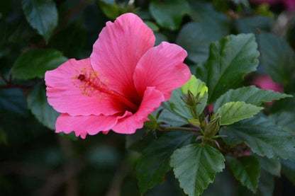 Hibiscus Seedlings Growing from Seeds