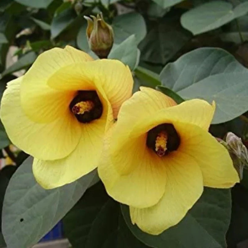 Cytisus Battandieri Flower seeds for Planting Cut Flower Favorite, Heirloom & GMO Free Seeds for Home Garden Sale vegetable and garden seeds