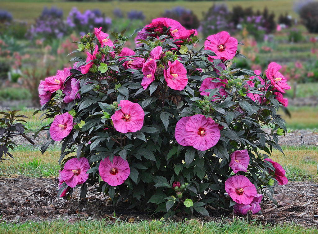 Giant Hibiscus Flower seeds for Planting Colorful Display Heirloom & GMO Free Seeds for Home Garden