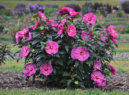 Giant Hibiscus Flower seeds for Planting Colorful Display Heirloom & GMO Free Seeds for Home Garden