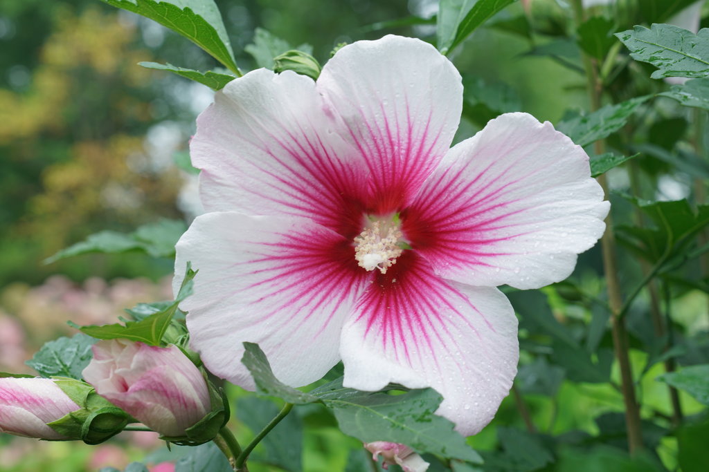 Pink Sharon Flower seeds for Planting Colorful Display, Heirloom & GMO Free Seeds for Home Garden seeds for planting