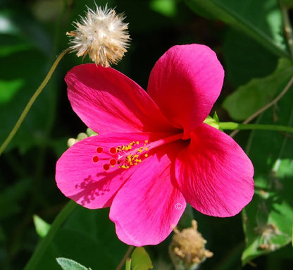 Hibiscus Flower seeds for Planting Perfect for Borders Heirloom & GMO Free Seeds for Home Garden