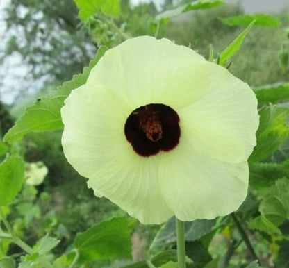 Hibiscus Vitifolius Flower seeds for Planting Bright Blooms Heirloom & GMO Free Seeds for Home Garden