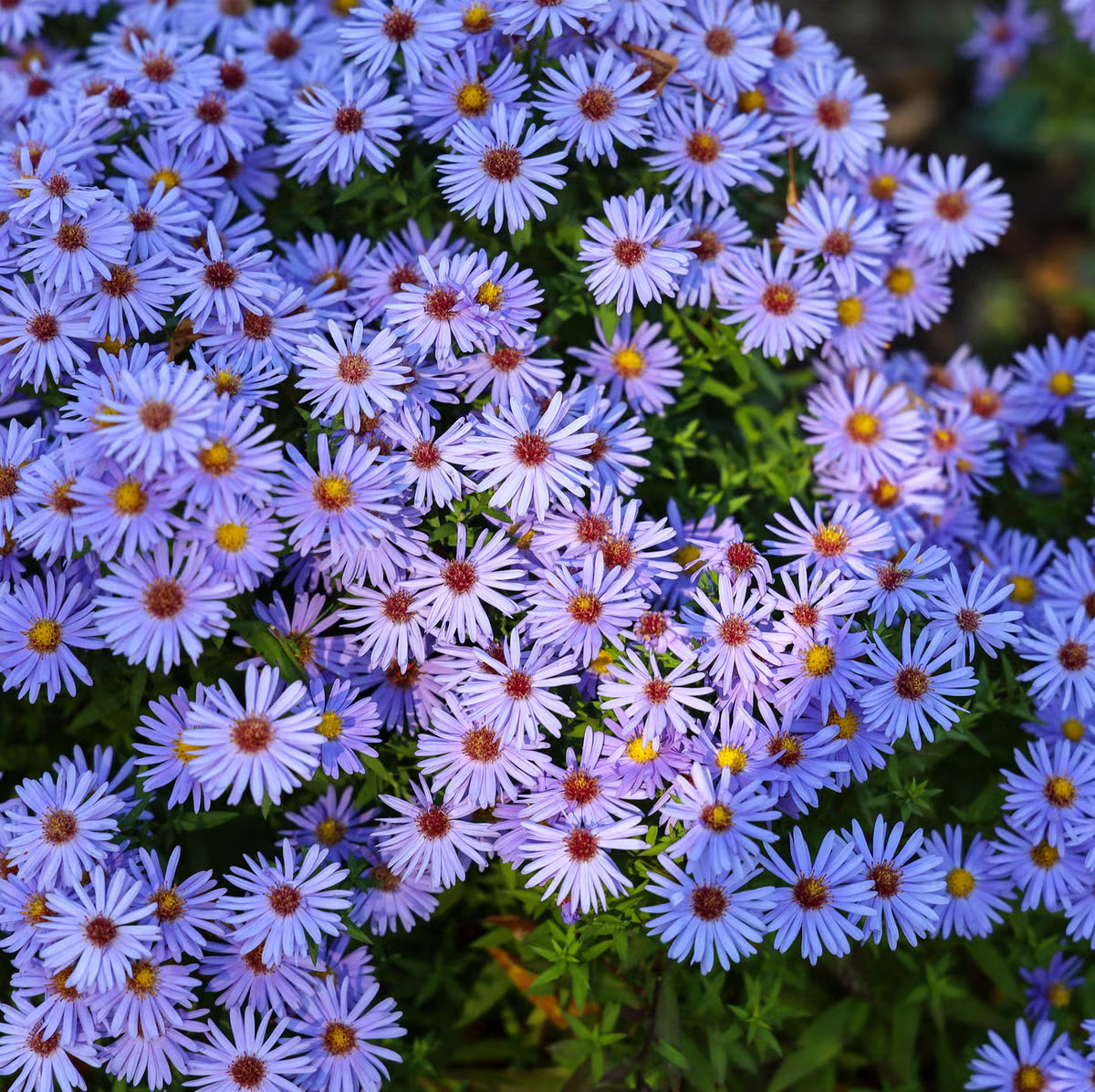 Aster Flower seeds for Planting Compact Growth Heirloom & GMO Free Seeds for Home Garden
