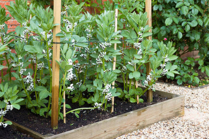 High germination Broad Bean seeds for home gardens