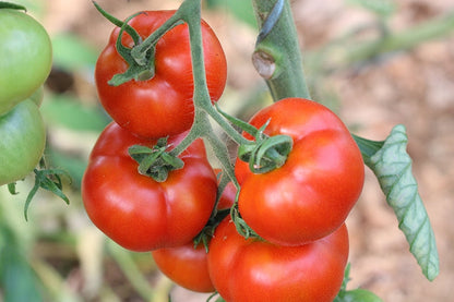 High germination Burbank Tomato seeds