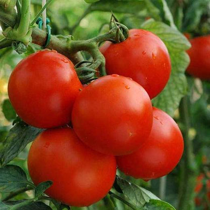 High germination burgundy tomato seeds