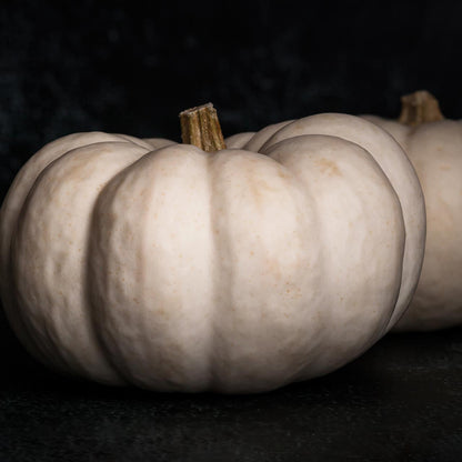 High germination Valencia White Pumpkin seeds