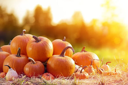 High yield pumpkin seeds for successful gardening