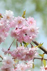 Hill cherry tree seeds showing full bloom of white and pink flowers