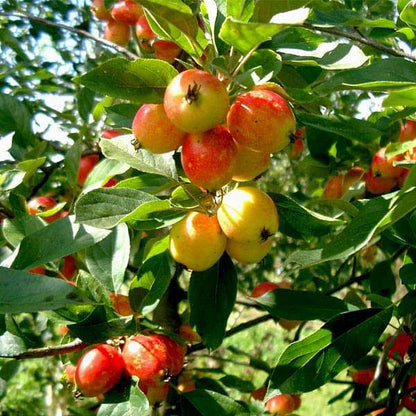 Himalayan crabapple seeds flowering tree branch with white blooms