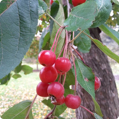 Himalayan crabapple seeds Malus baccata tree with white spring flowers