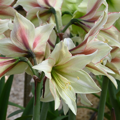 Heirloom Hippeastrum Rutilum Flower seeds for Planting Colorful Display Heirloom & GMO Free Seeds for Home Garden