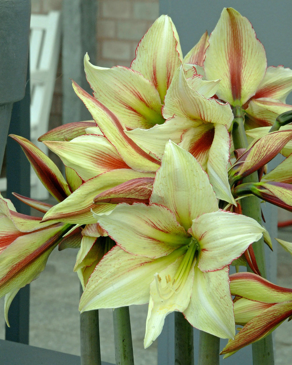 High quality Hippeastrum Rutilum Flower seeds for Planting Easy to Grow, Heirloom & GMO Free Seeds for Home Garden seeds pack