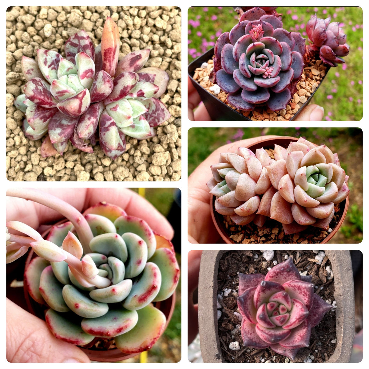 Echeveria Purpusorum Seeds - Maroon Red Succulent Planting Pack Plant Seeds