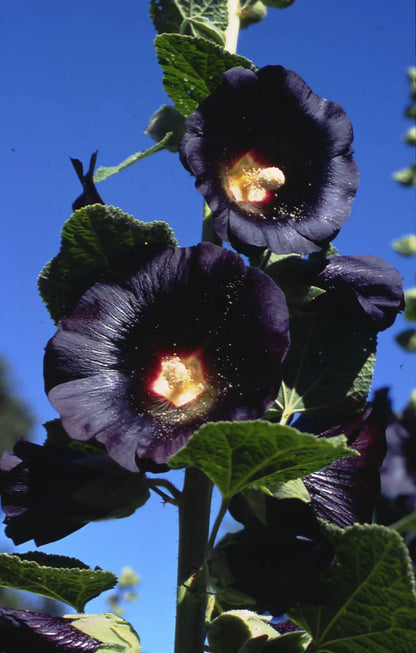 Heirloom Hollyhock Flower seeds for Planting Easy to Grow Heirloom & GMO Free Seeds for Home Garden