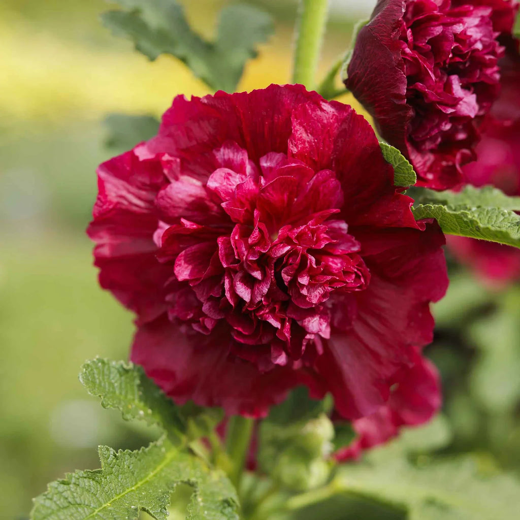 Premium Maroon Hollyhock Flower seeds for Planting Hardy Variety, Heirloom & GMO Free Seeds for Home Garden seeds
