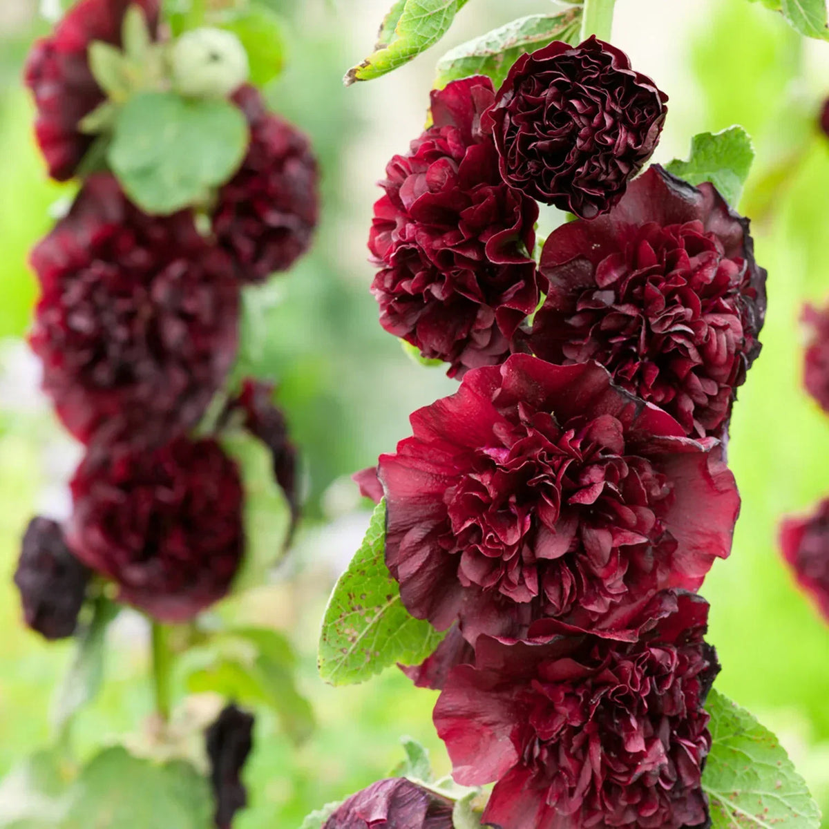 Dark Brown Althaea Rosea growing in garden borders