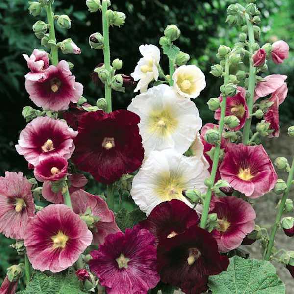 Hollyhock Flower seeds for Planting Sun Loving Heirloom & GMO Free Seeds for Home Garden