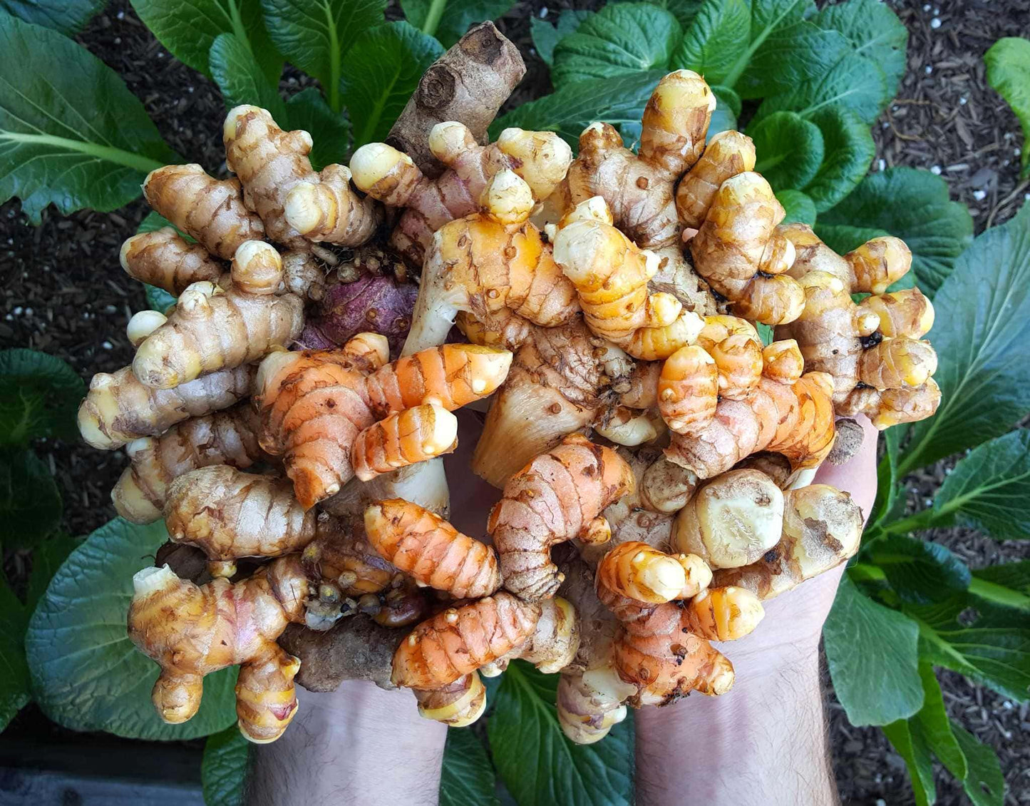 Home garden with Mixed Turmeric plants