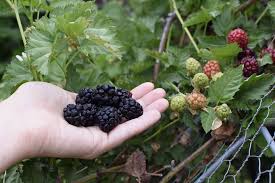 Homegrown blackberry bushes in full sunlight