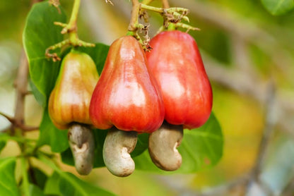 Homegrown cashew tree thriving in garden