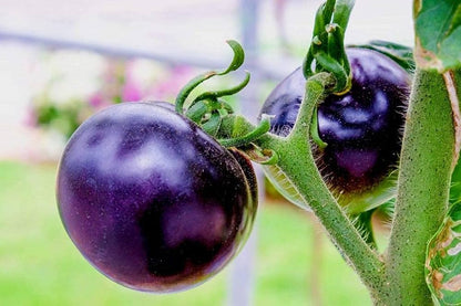 Homegrown violet tomatoes