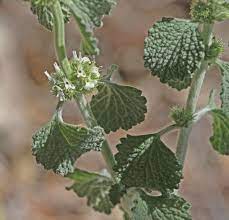 Horehound Plants Thriving in Sunny Garden Bed