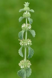 Horehound Seeds Germinating in Well-Drained Soil