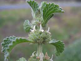 Young Horehound Seedlings Growing in Sunlight