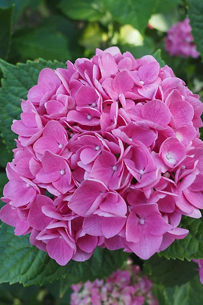 Light Pink Hydrangea Flower seeds for Planting Long Bloom Season, Heirloom & GMO Free Seeds for Home Garden vegetable and garden seeds