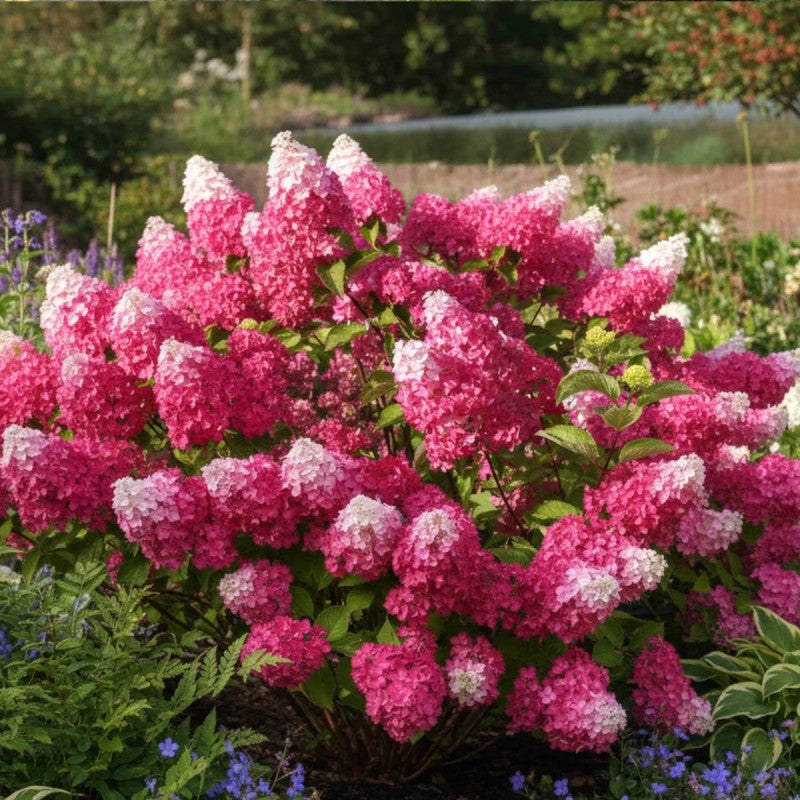 Hydrangea Paniculata Flower seeds for Planting Low Maintenance, Heirloom & GMO Free Seeds for Home Garden vegetable and garden seeds