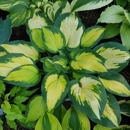 Hosta Lily Flower seeds for Planting - Cottage Garden Essential, Heirloom & GMO Free Seeds for Home Garden