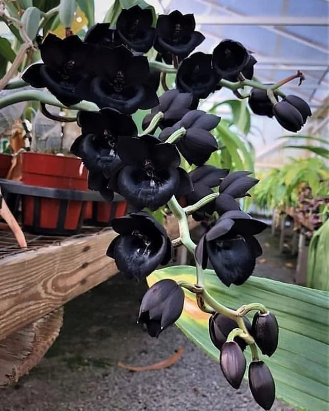 High quality Black Dendrobium Flower seeds for Planting Sun Loving, Heirloom & GMO Free Seeds for Home Garden seeds pack