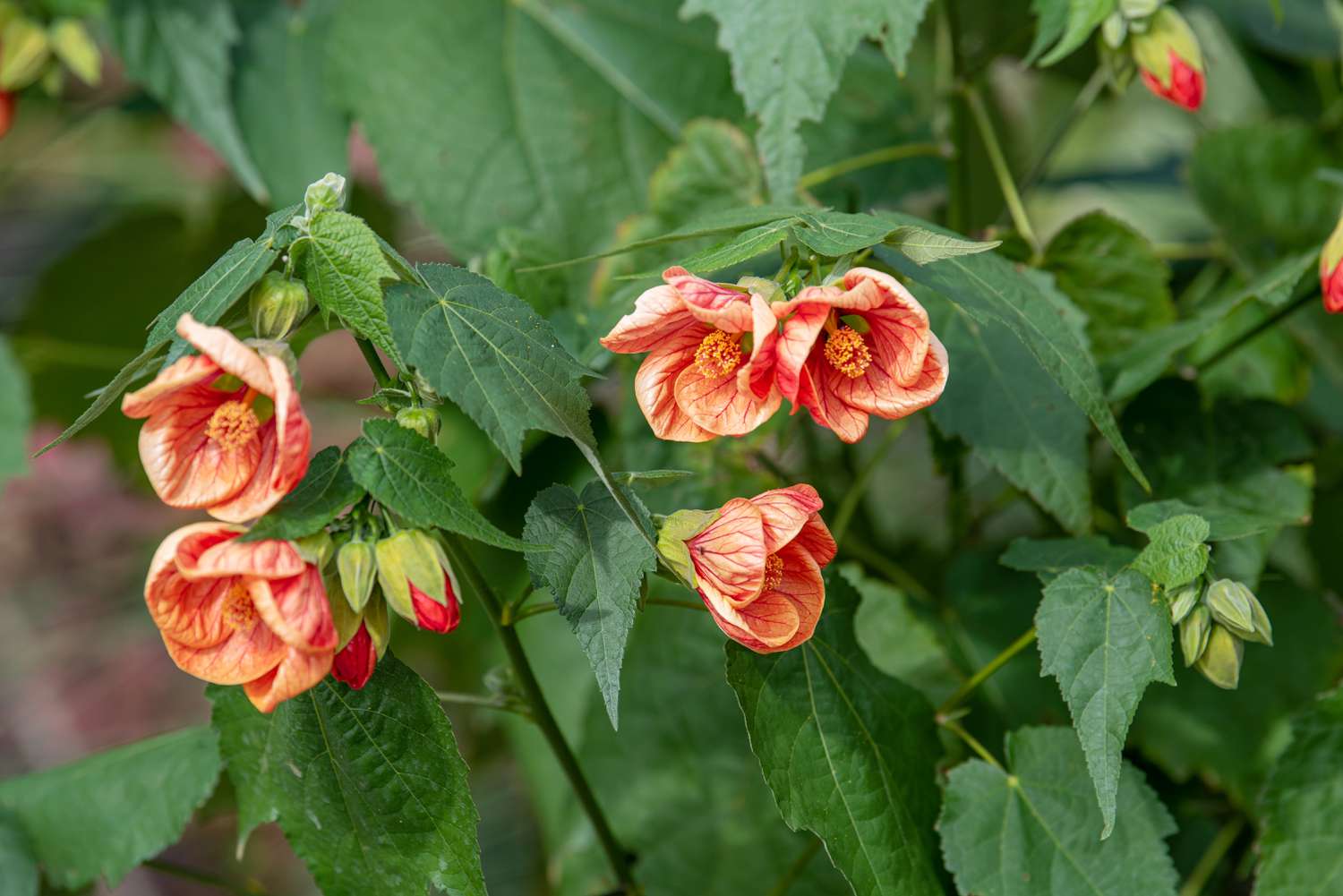 Premium Abutilon Flower seeds for Planting Shade Tolerant, Heirloom & GMO Free Seeds for Home Garden seeds