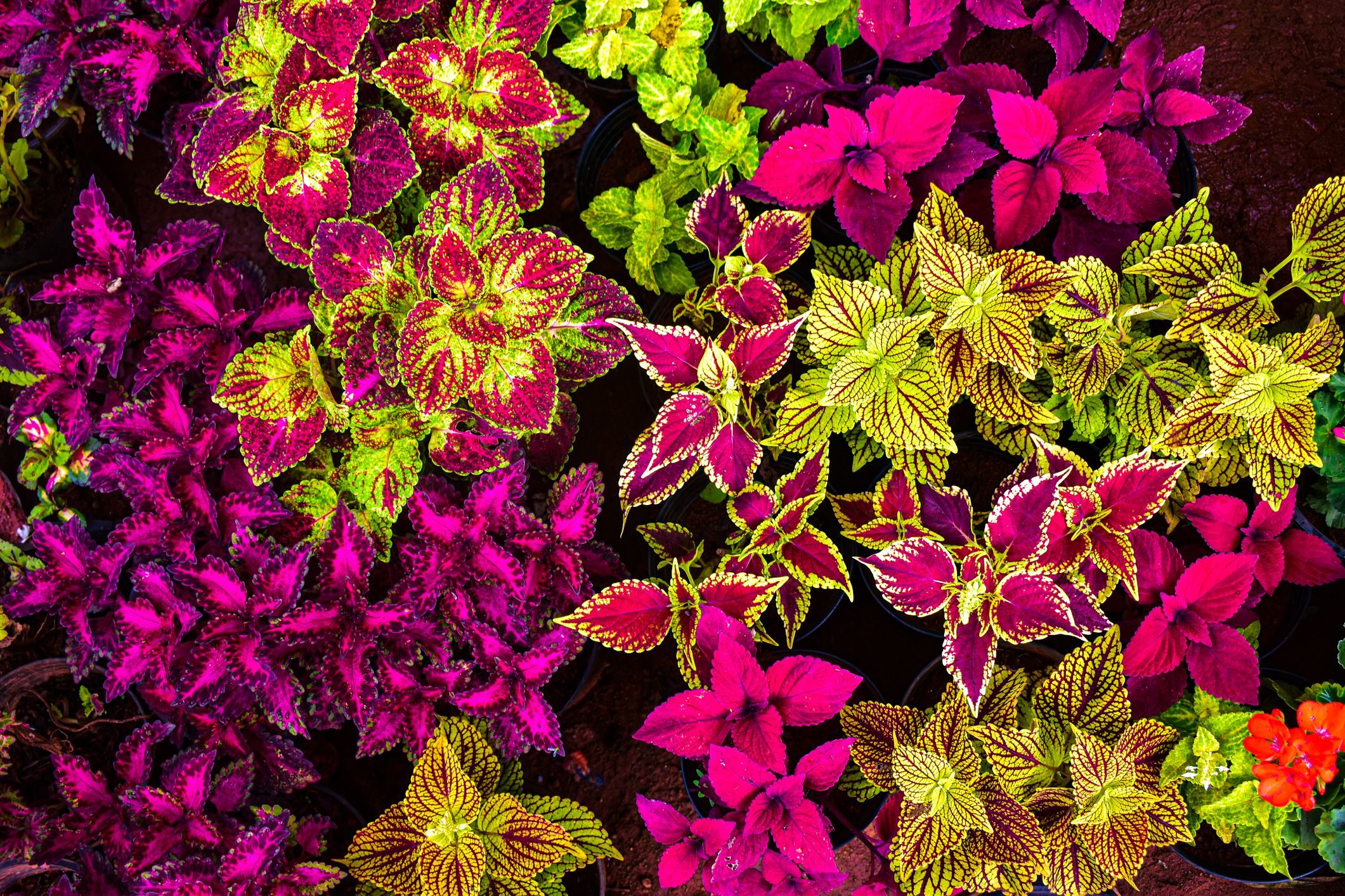 High quality Coleus Flower seeds for Planting Compact Growth, Heirloom & GMO Free Seeds for Home Garden seeds pack