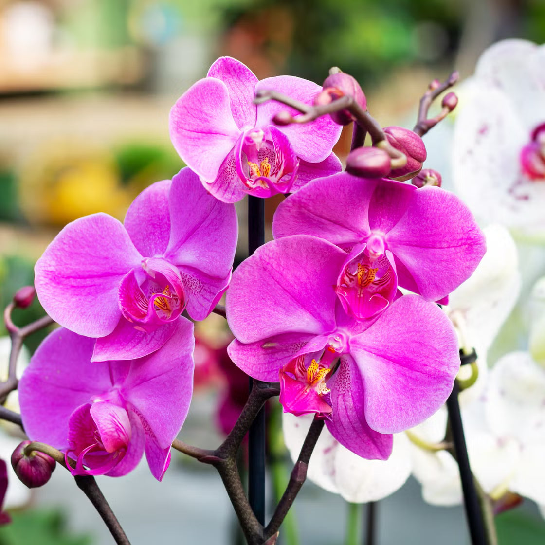 Phalaenopsis Flower seeds for Planting Sun Loving Heirloom & GMO Free Seeds for Home Garden seeds for planting
