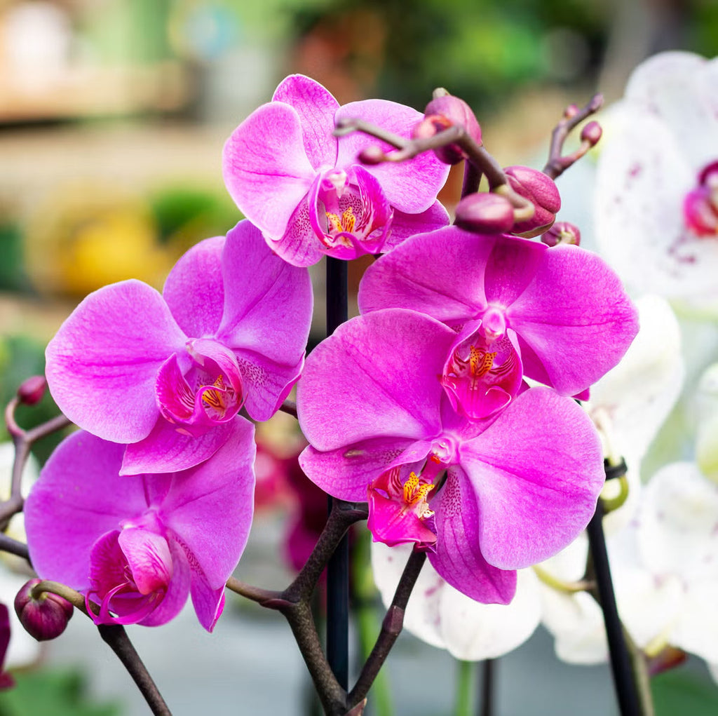 High quality Mixed Cattleya Flower seeds for Planting Cut Flower Favorite, Heirloom & GMO Free Seeds for Home Garden seeds pack