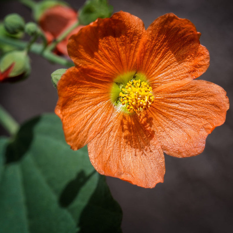 Globemallow Flower seeds for Planting Drought Tolerant Heirloom & GMO Free Seeds for Home Garden