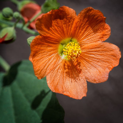 Globemallow Flower seeds for Planting Drought Tolerant Heirloom & GMO Free Seeds for Home Garden