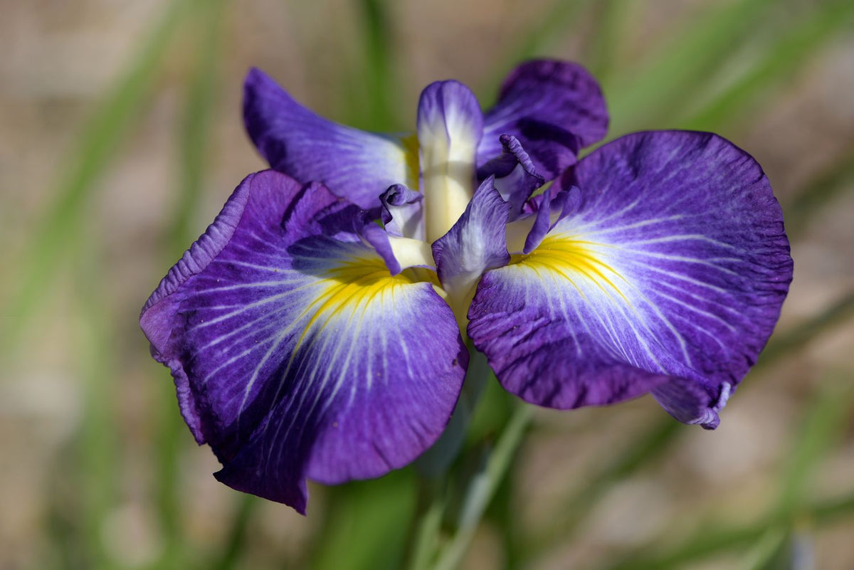 Iris Flower seeds for Planting - Premium Quality, Heirloom & GMO Free Seeds for Home Garden