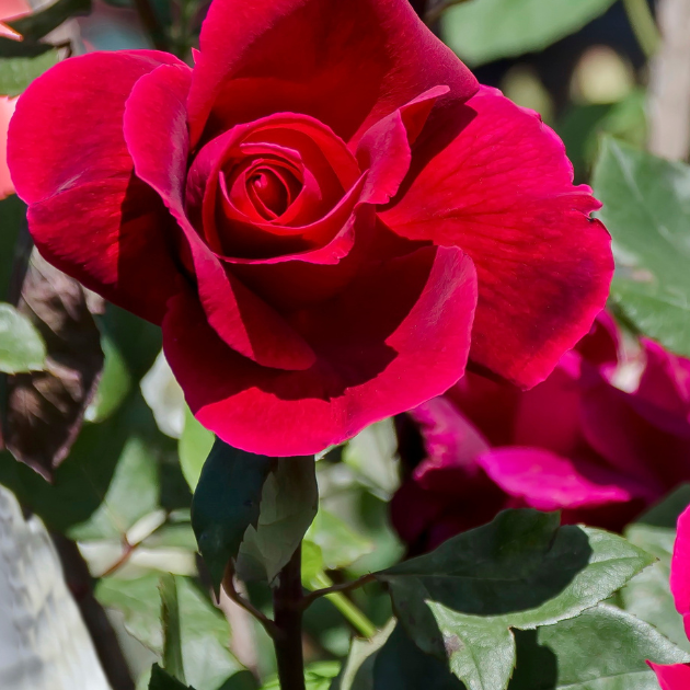 Dark Pink Rose Planting Seeds For Lush And Vibrant Gardens Flower